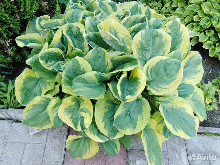 Хоста(коллекция саженцев)