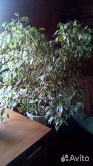 Цветок Бенджамина