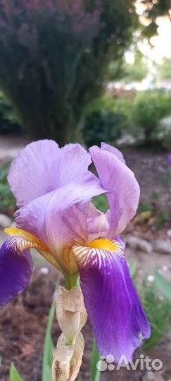 Ирисы