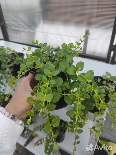 Лизимахия вербейник монетчатый ампельный