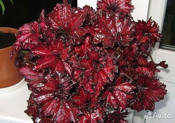 Бегония. Бегония королевская Dollar Down