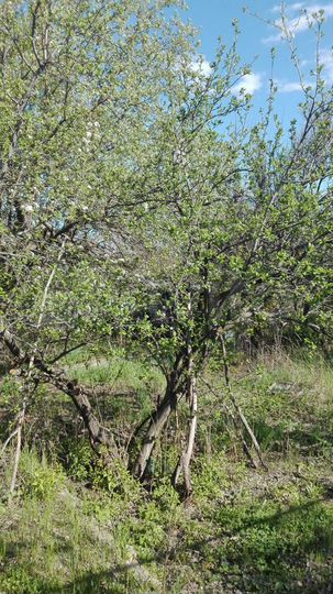 Дача 50 м² на участке 6 сот.