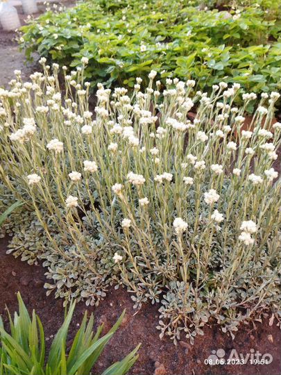 Многолетники садовые