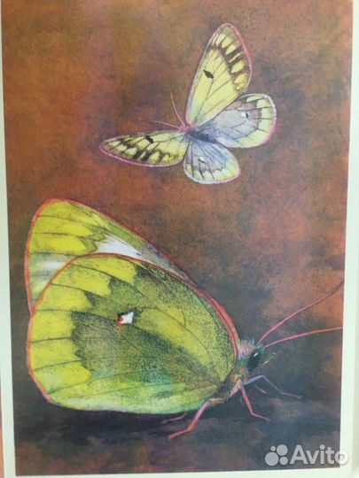 Набор открыток,Бабочки, 1975
