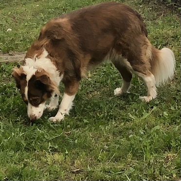 Австралийская овчарка, взрослая собака