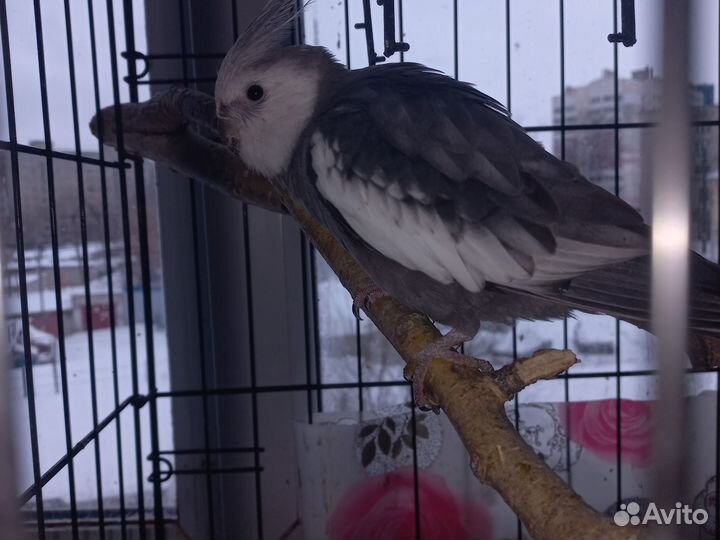 Попугай корелла мальчик