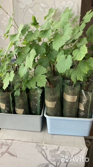 Саженцы винограда бия