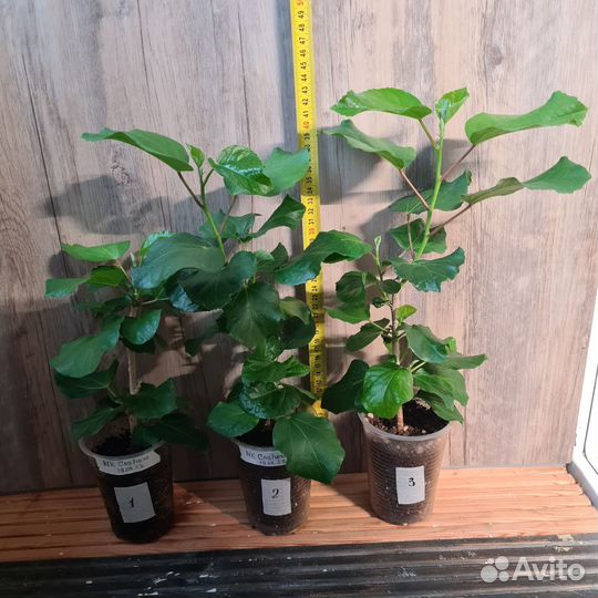 NK Cashew сортовой гибискус