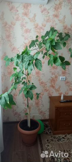 Комнатные цветы