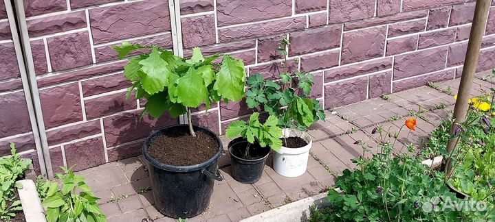 Дубочки миндаль абрикос фундук калина Бульденеж