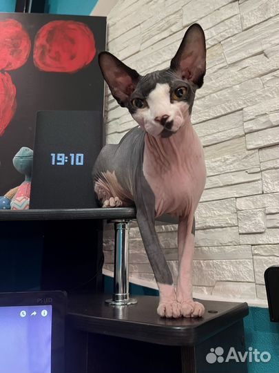 Вязка кошек сфинкс