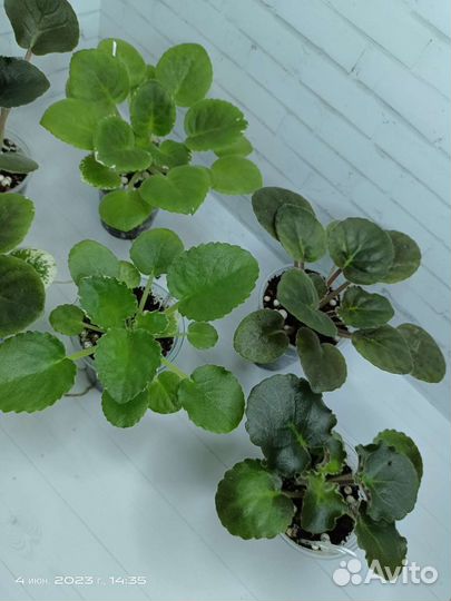 Фиалки набор