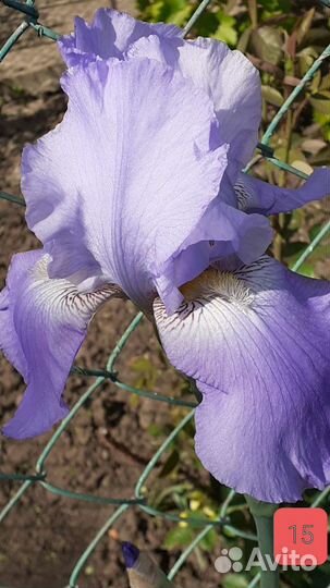 Ирис