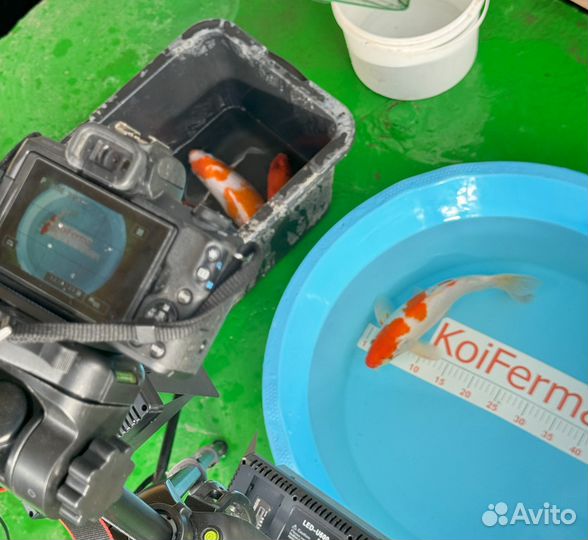 Карпы Кои: 40-60см Прудовые рыбы