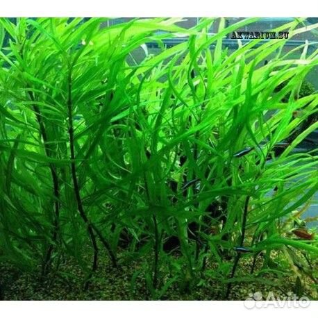 Рыбки, растения, креветки