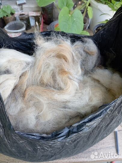 Собачья шерсть