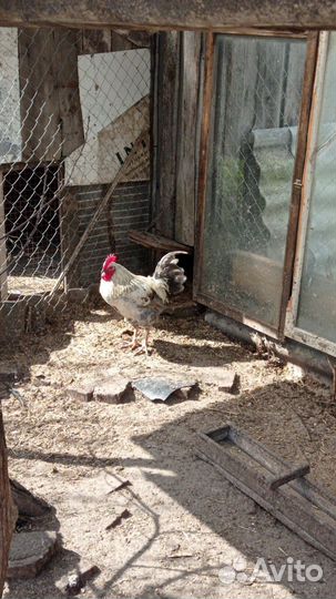 Молодые петухи