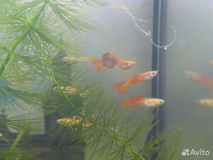 Растения для аквариума. Наяс, ряска, роголистник