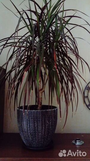 Пальма драцена