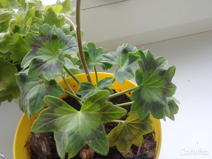 Пеларгония герань