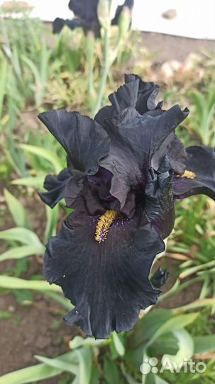 Ирисы бородатые