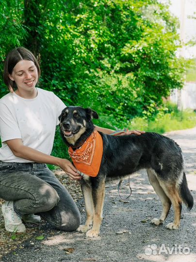 Собака в добрые руки