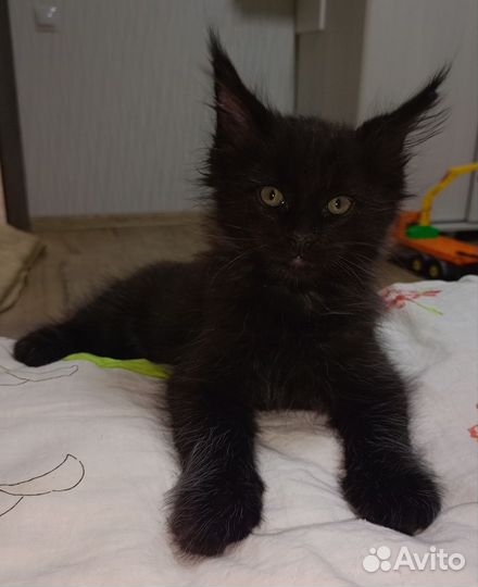 Котята мейн-кун