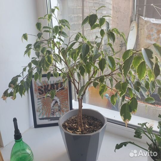 Комнатные цветы