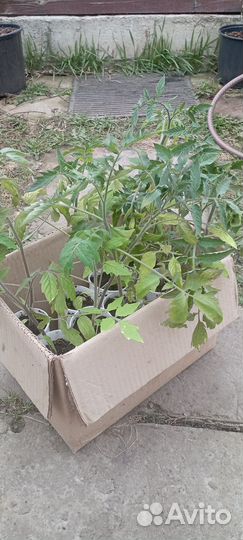 Рассада помидор томатов