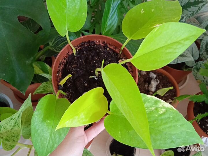 Эпипремнумы