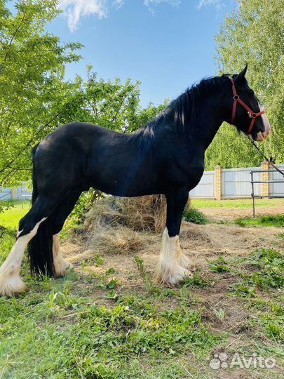 Лошадь шайр жеребец