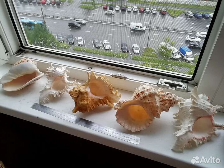 Морские ракушки раковины