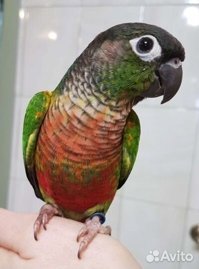 Пиррура птенцы