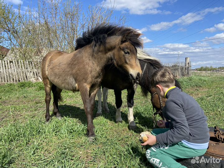 Продам кобылу и пони жеребчика