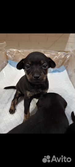 Мини той-терьер щенки