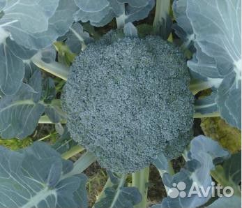 Семена Брокколи 