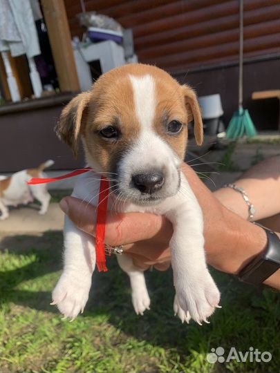 Щенки джек рассел терьер