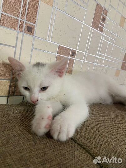 Отдам бесплатно котят