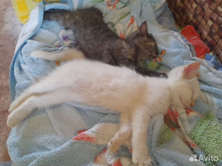 Кошка в дар бесплатно