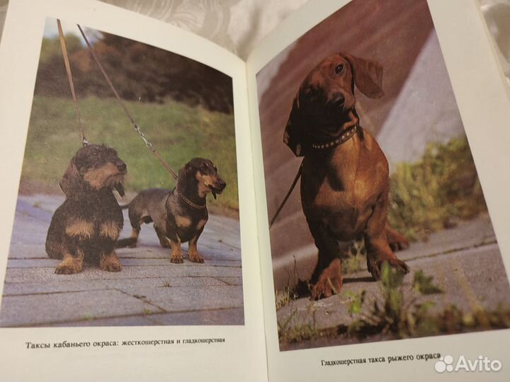 Книга Таксы. Автор известный заводчик этой породы