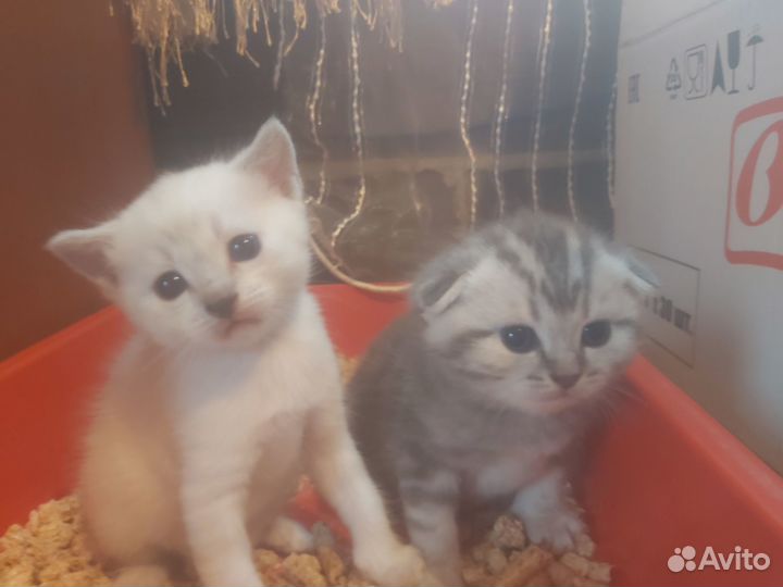 Шотландские котята
