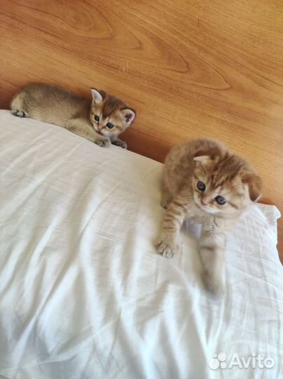 Котята золотая шиншилла