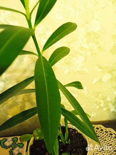 Фикус биннендийка Али иволистный