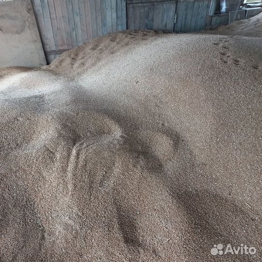 Зерно пшеница розница опт