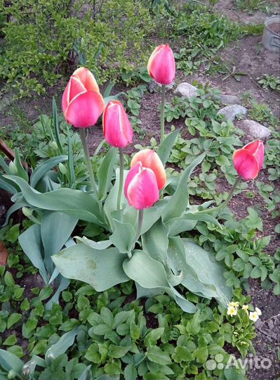 Луковичное растения. Ревень