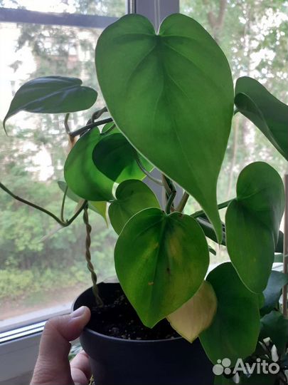 Сциндапсус