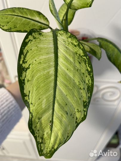 Диффенбахия Рудольф Роелс