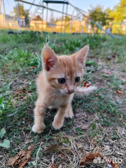 Рыжий котенок