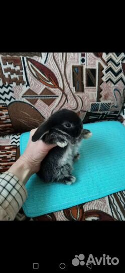 Большой выбор карликовых крольчат