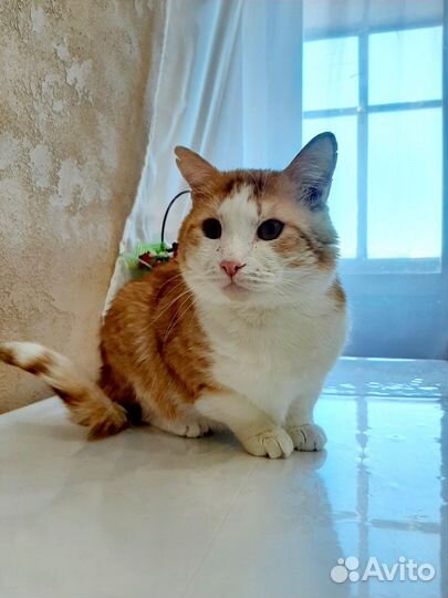 Кот ищет дом